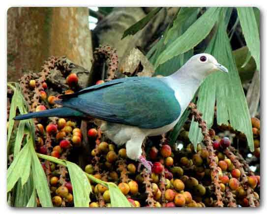  Tripura State bird, Green imperial pigeon, Ducula aenea 